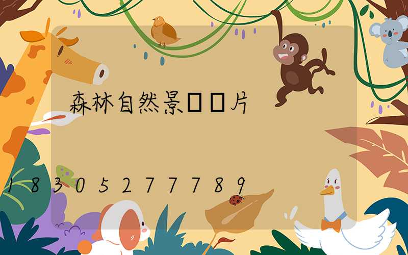 森林自然景觀圖片