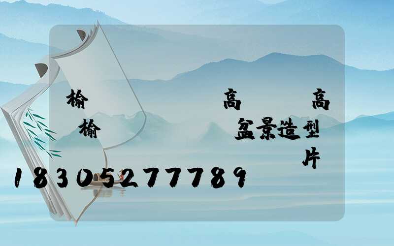 榆樹(shù)高桿燈(高桿榆樹(shù)盆景造型設(shè)計(jì)圖片)